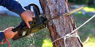 How Our Tree Care Process Works  in  Crestview, FL