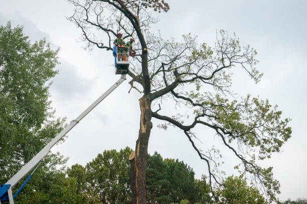 Professional  Tree Services in Crestview, FL